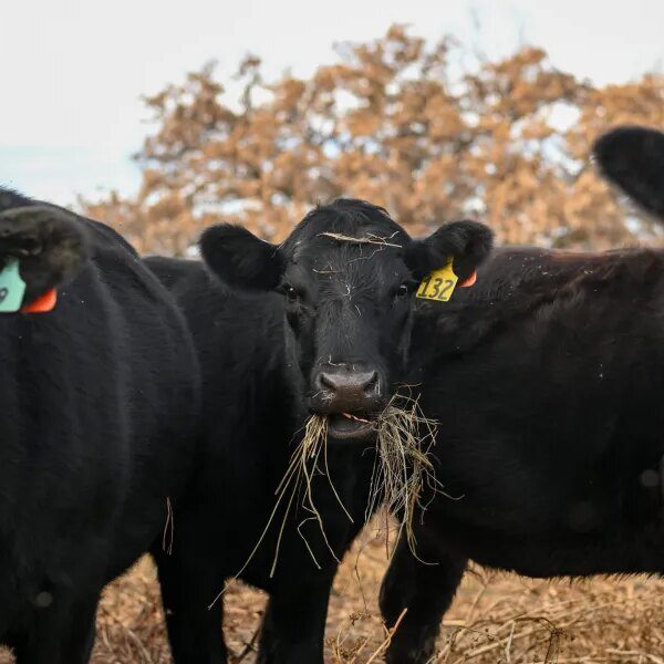 America’s vanishing cattle herd drives 15% worth hikes for beef