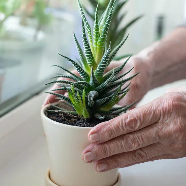 Aloe vera compound may battle Alzheimer’s illness, scientists uncover
