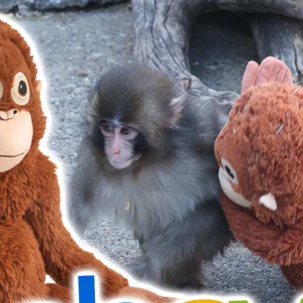 Viral Stuffed IKEA Monkey Sells for Hundreds on eBay