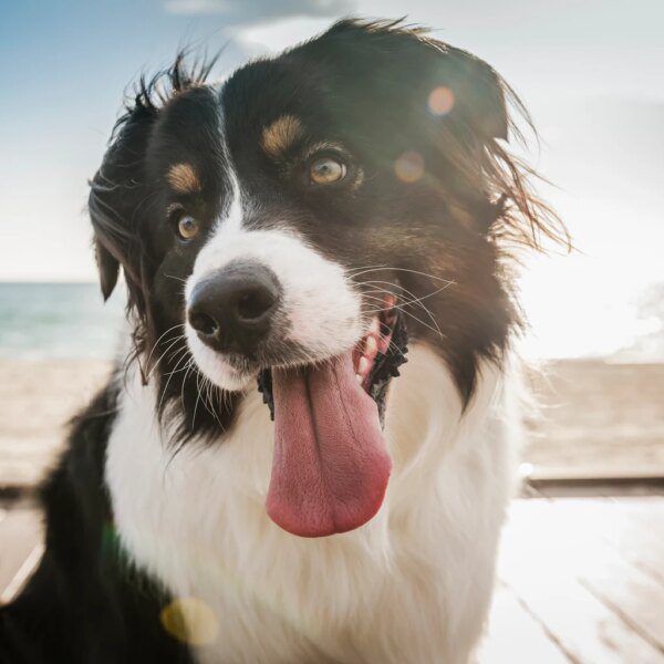 Exceptional Returns With Low Volatility: Why I Exited Ellington Preferreds (NYSE:EFC.PR.B)