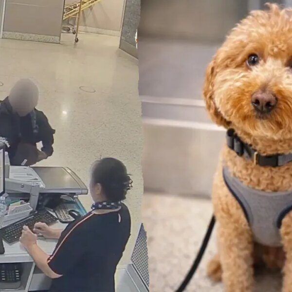 Woman arrested after allegedly abandoning canine at Las Vegas airport