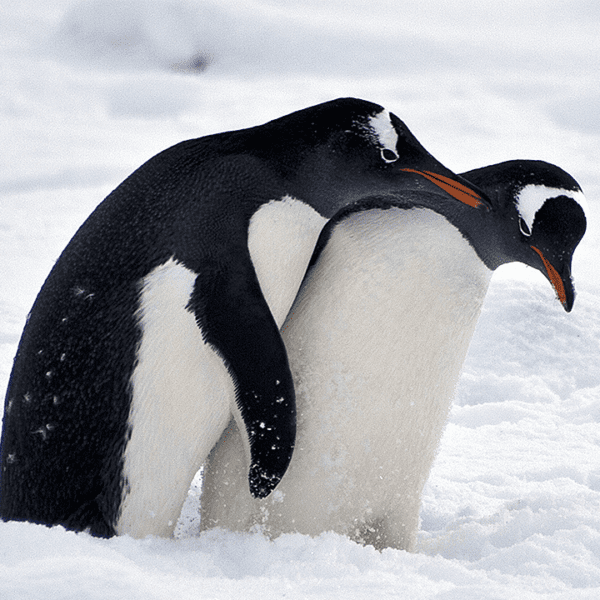 Orange County faculties board votes to maintain challenged animal mating guide