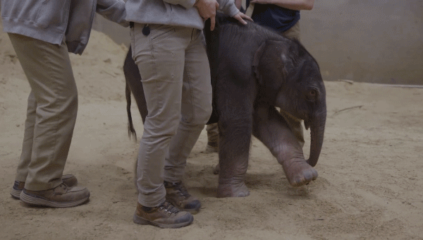 First child Asian elephant born at Smithsonian’s National Zoo after 25 years