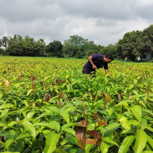 India’s Varaha baggage $20M to scale carbon elimination from the Global South