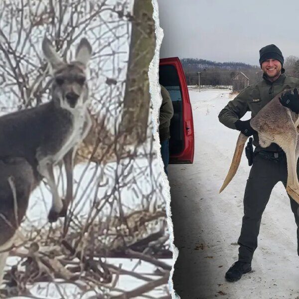 Escaped kangaroo stops visitors on Virginia freeway earlier than rescue