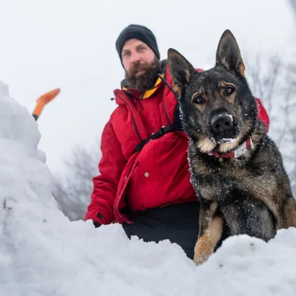 What avalanche security coaching can educate company boards about unhealthy choices