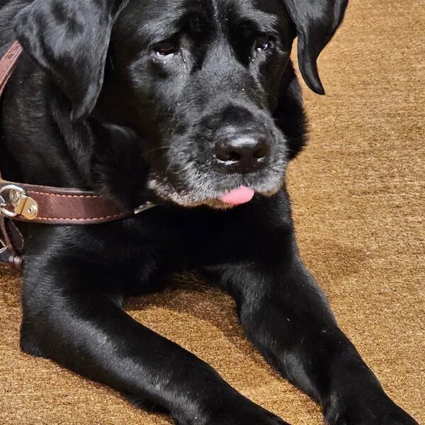 How Alfred the service canine modifications the rights of Lyft riders nationwide