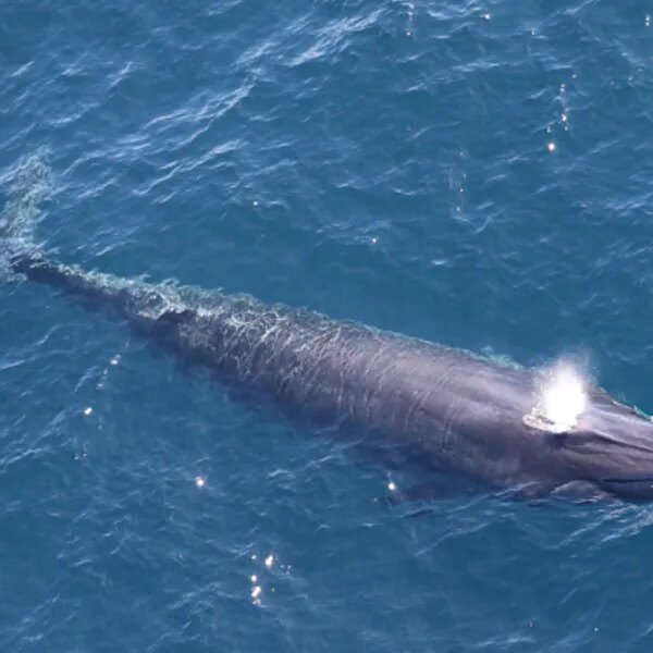 Trump’s plan to drill for oil within the Gulf of Mexico could&hellip;