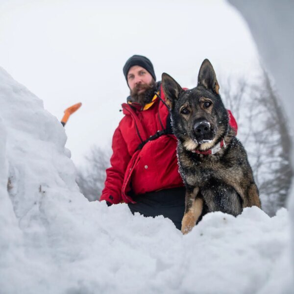 What avalanche security coaching can train company boards about unhealthy selections