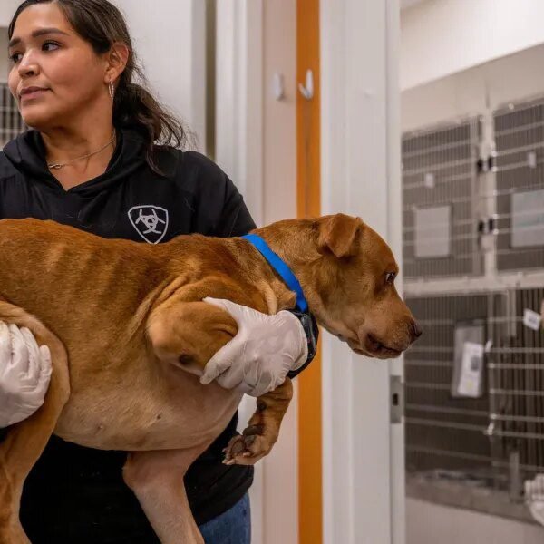 Pricier vet care: Fewer visits however nonetheless many $11,000 surgical procedures