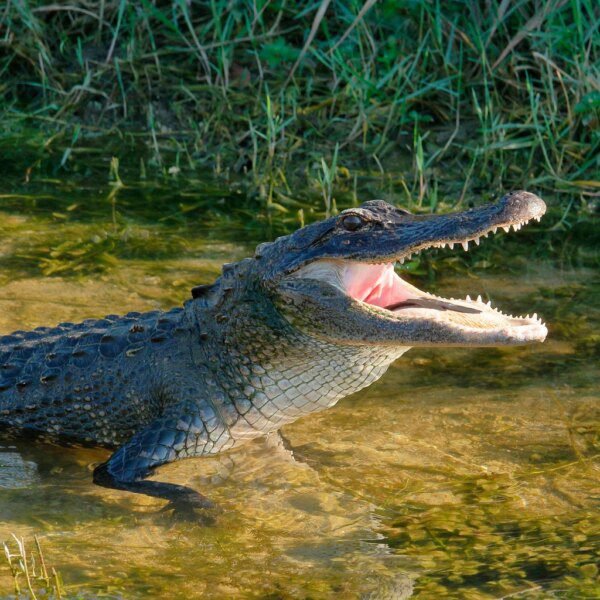 Crocs: Great Product And Initiatives But Lacks Evidence