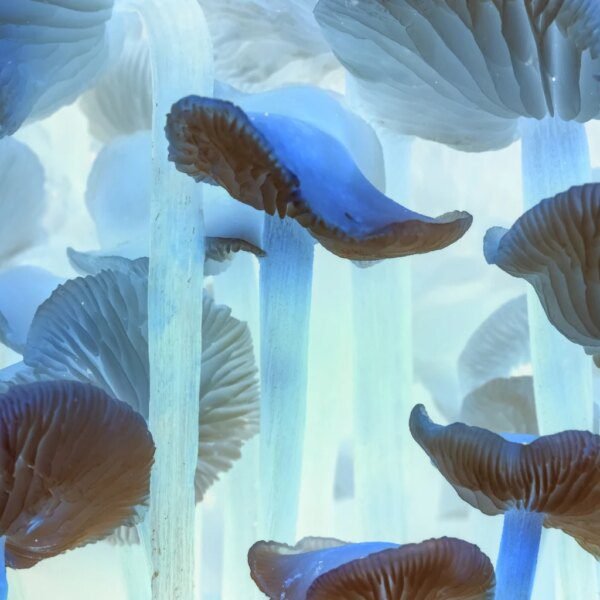 AtaiBeckley: BPL-003 Phase 3 Momentum Keeps Me Bullish