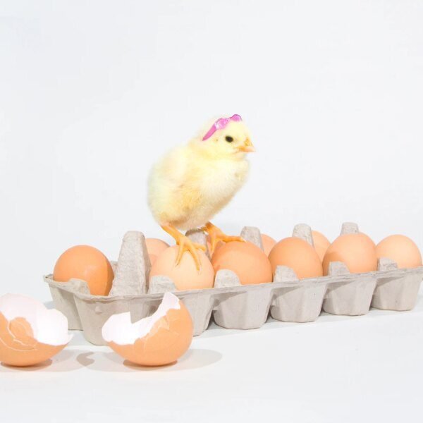 Undercovered Stocks: Power Solutions, Kraft Heinz, W. P. Carey, And More