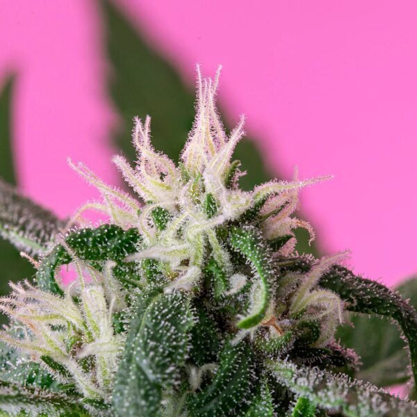 SNDL Stock Remains ‘Hold’ Amid Sector Uncertainty (NASDAQ:SNDL)