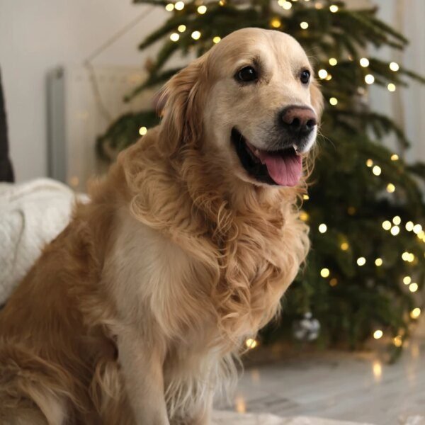 Finally Using My Cash For Big Yields