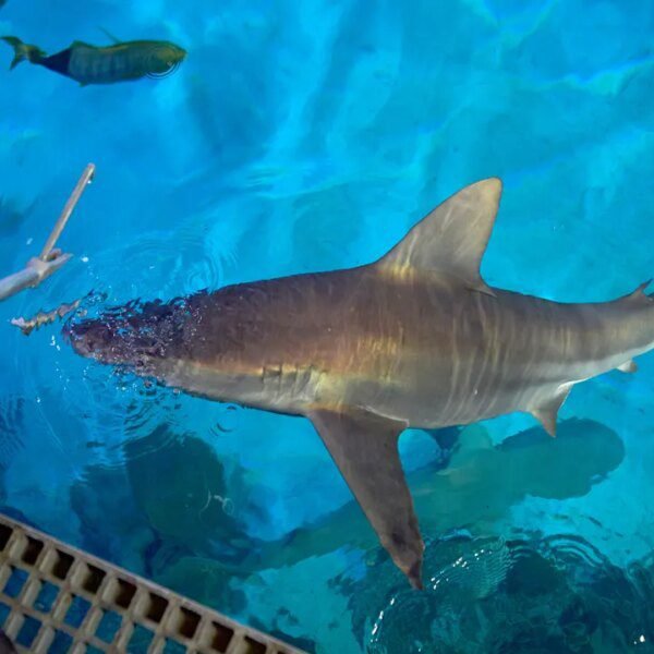 Mandalay Bay aquarist says sharks eat higher than Las Vegas Strip vacationers