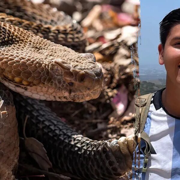 California mountain biker dies from rattlesnake chunk at path