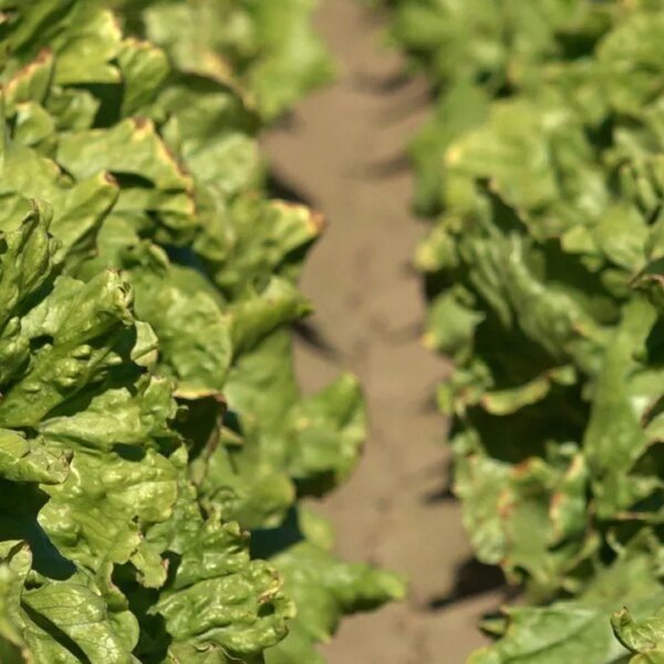 Colorado River plans to be managed by authorities after negotiations stall