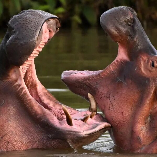 Colombia approves plan to kill cocaine hippos roaming by way of heart&hellip;