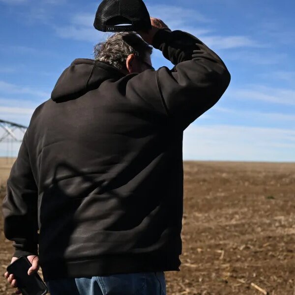 U.S. wheat crops wither, herds skinny as spring drought deepens
