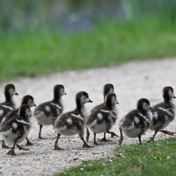 Everything we like is a psyop