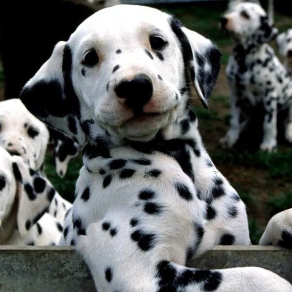 Man’s greatest good friend might reside a bit longer because of a&hellip;