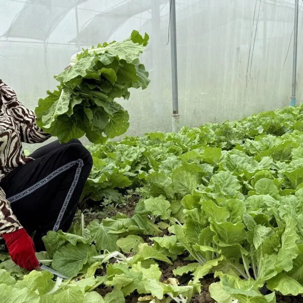 Macquarie bets influence investing can fill an Asian finance hole