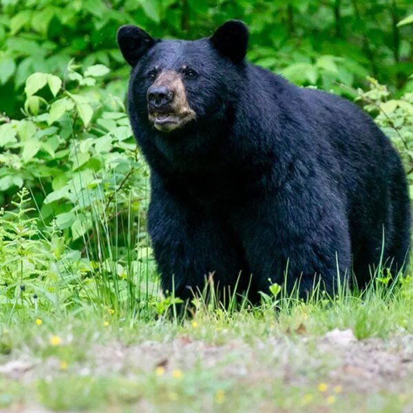 Great Smoky Mountains National Park closes trails amid bear exercise spike