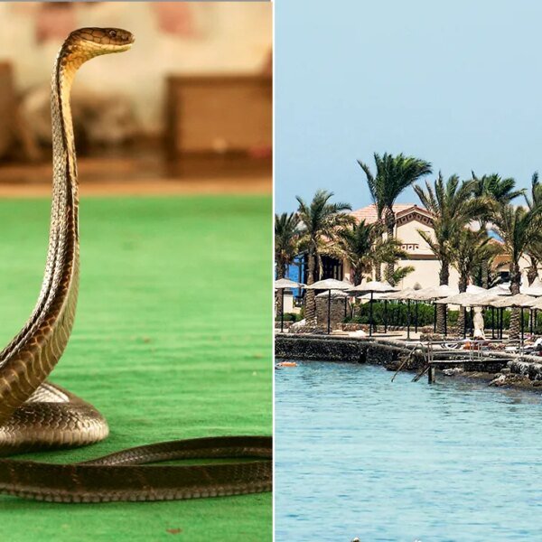German vacationer dies after cobra bites him throughout Egypt snake present