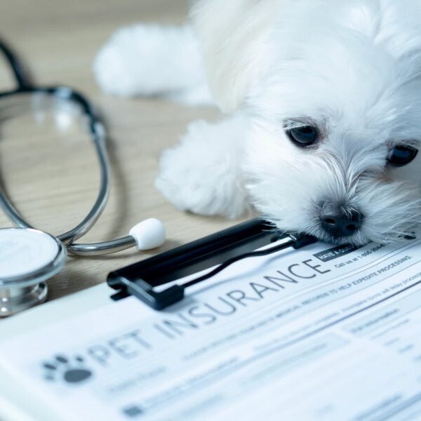 U.S. Pet Insurance Market Growth Slows In 2025, But Still Robust