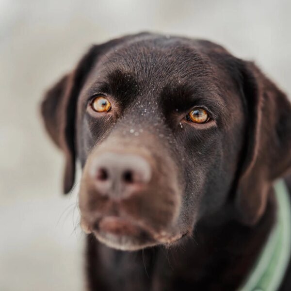 8.6% Yield Not That Great From Ellington Financial (NYSE:EFC.PR.C)