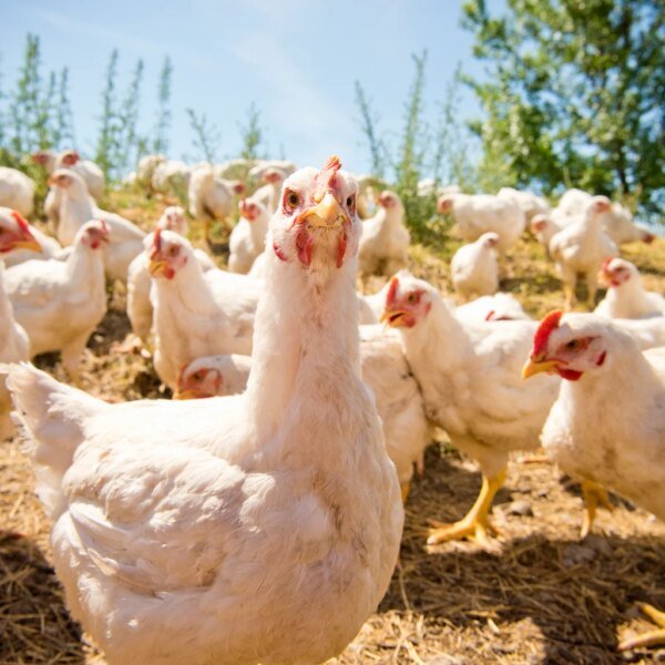 Pilgrim's Pride: Cheap On Multiples, But The Cycle Is Rolling Over