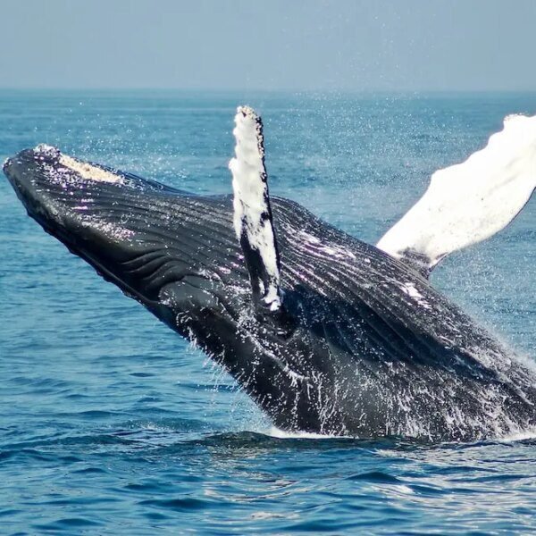 Bitcoin Whales Go Shopping: 10,000 BTC Accumulated In 3 Days
