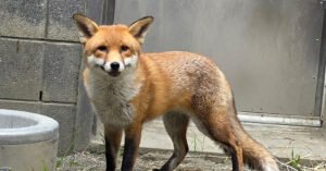 Stowaway Fox Gets Clean Bill of Health and a Name: Basil (Like ‘Dazzle’)