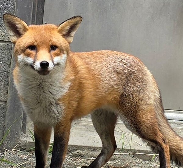 Stowaway Fox Gets Clean Bill of Health and a Name: Basil (Like&hellip;