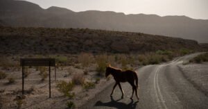 Trump Lifts Restrictions on Off-Road Vehicles on Public Lands