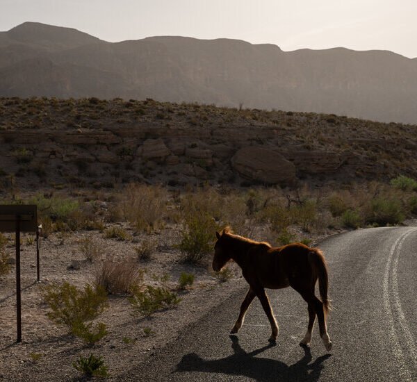 Trump Lifts Restrictions on Off-Road Vehicles on Public Lands