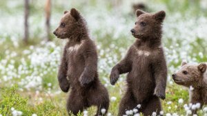 Bear cubs spar on lady’s entrance porch in lovely viral nature video, reactions pour in