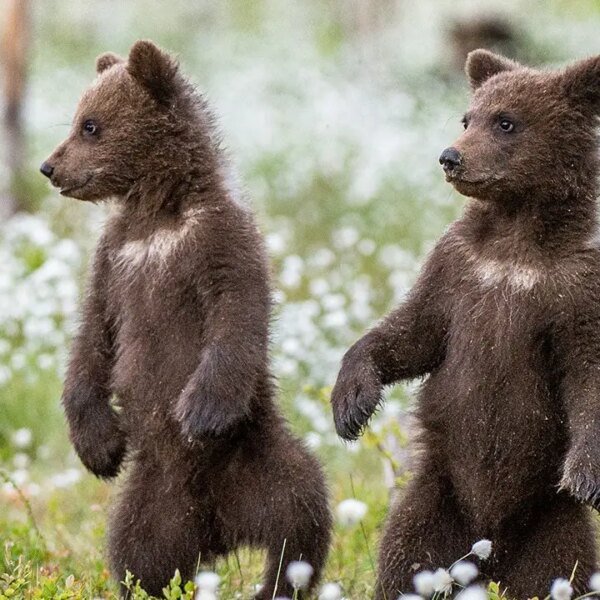 Bear cubs spar on lady’s entrance porch in lovely viral nature video,…