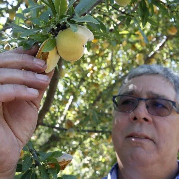 California farmers will destroy 420,000 peach timber after Del Monte closes canning&hellip;