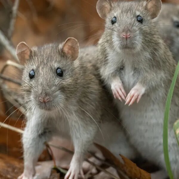 You’re most likely secure from the Hantavirus outbreak, however this is what&hellip;
