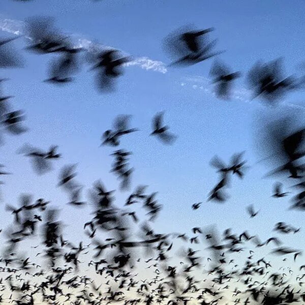 Bat deaths over the past twenty years have value American taxpayers in&hellip;