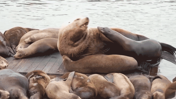 Giant sea lion ‘Chonkers’ attracts crowds to San Francisco’s Pier 39
