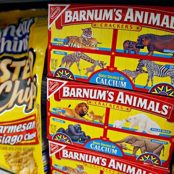 Barnum’s wasn’t the primary animal cracker offered within the United States