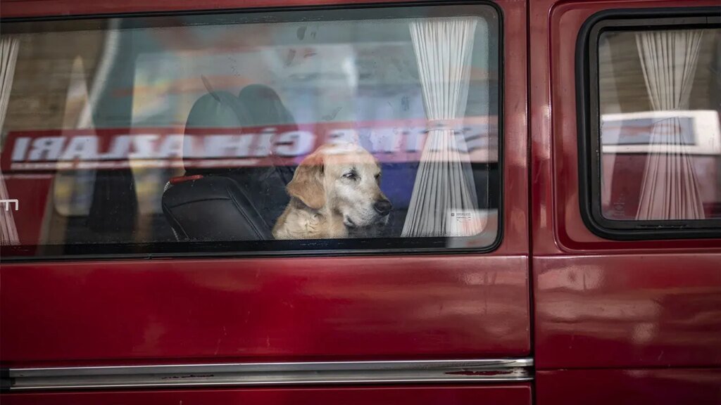 Dog discharges shotgun inside truck, putting lady at Nebraska site visitors mild