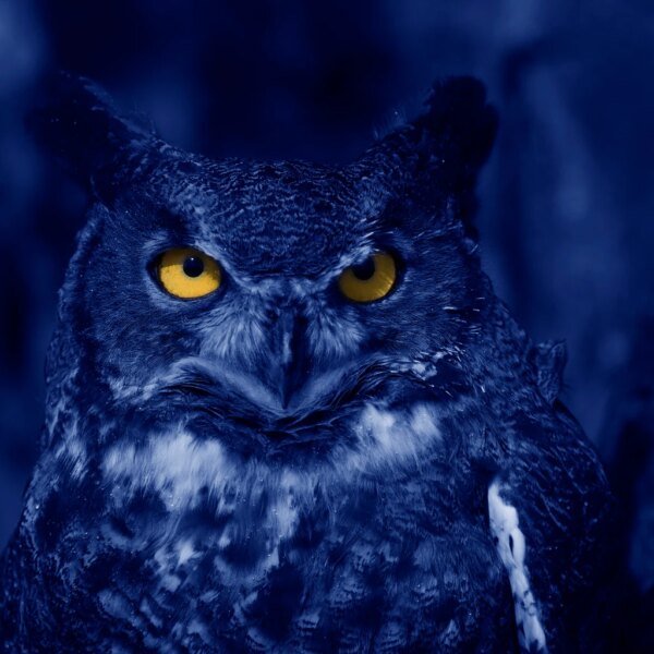 Blue Owl: No Distress Detected