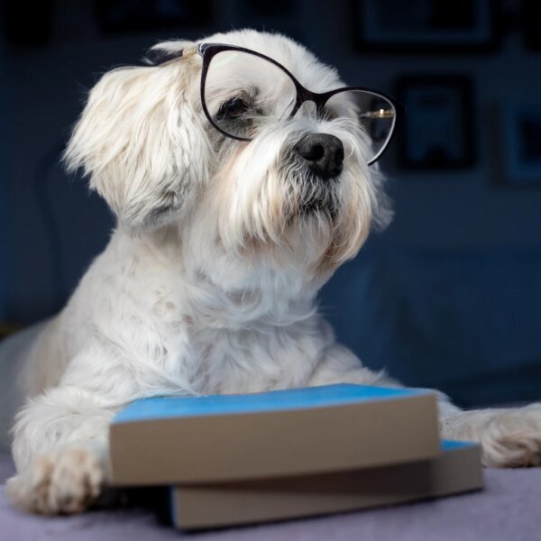 Readers Nab 10 Ideal ‘Safer’ Dividend Dogs In April