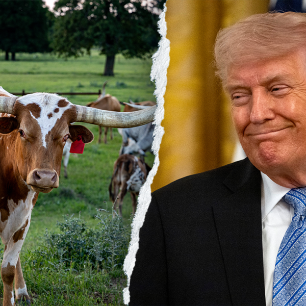 Trump says Texas Democrat ‘cannot get elected as a vegan’ in Senate…