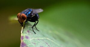 Flesh-Eating Pest Confirmed in U.S. Cattle