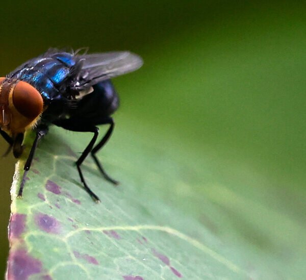 Flesh-Eating Pest Confirmed in U.S. Cattle